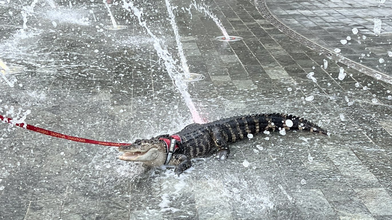 Twitter Erupts After Someone Brought Their 'Emotional Support Alligator' To A Philadelphia Park