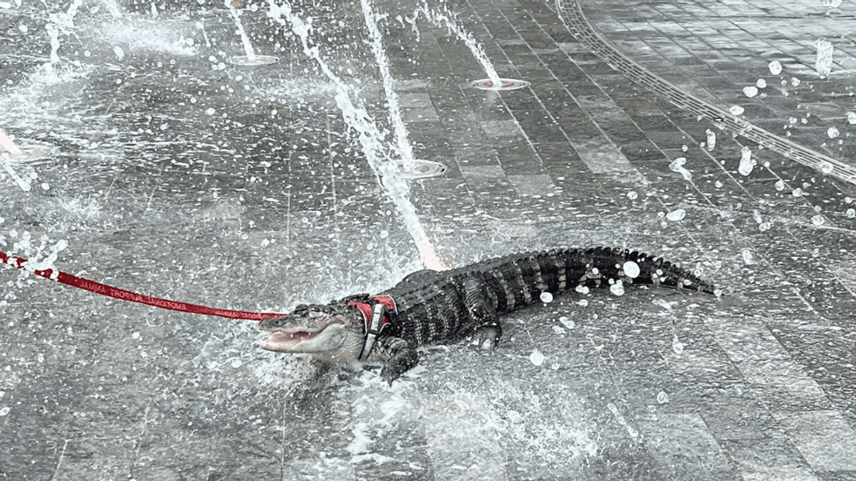 Twitter Erupts After Someone Brought Their 'Emotional Support Alligator' To A Philadelphia Park