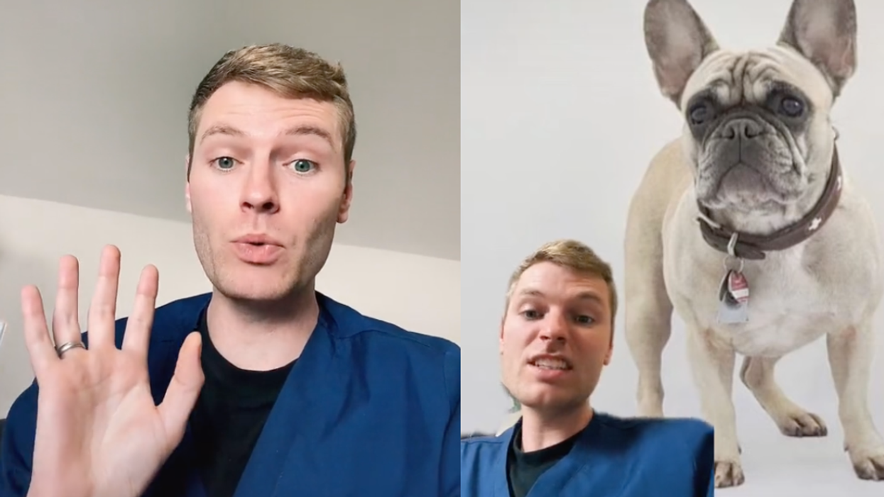Veterinarian Reveals The Five Dog Breeds He Would Never Own In Eye-Opening Viral TikTok
