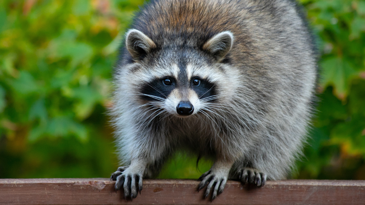 Viral TikTok Video Of A Raccoon Bursting Through Dumpster's Side Door Is Honestly Relatable AF
