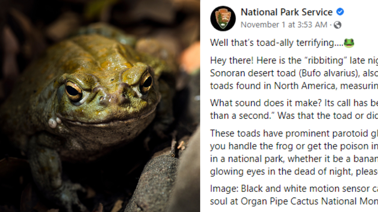 The National Park Service Is Now Begging Visitors To Stop Licking Psychedelic Toads—And Hoo Boy