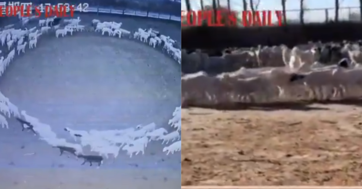 Hundreds Of Sheep Have Been Walking in a Circle Nonstop in China For 12 Days—And Nobody Knows Why