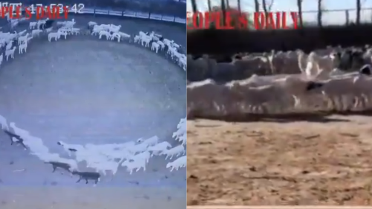 Hundreds Of Sheep Have Been Walking in a Circle Nonstop in China For 12 Days—And Nobody Knows Why
