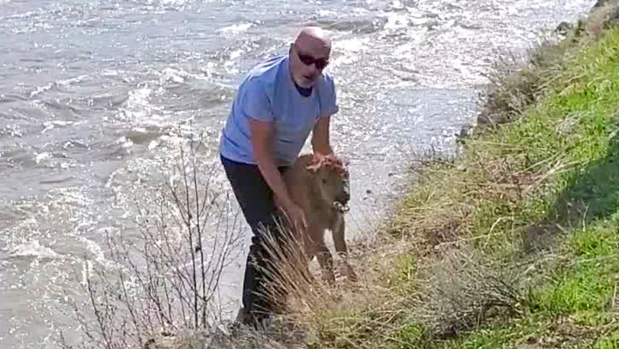 Yellowstone Calls Out Park Visitor For 'Disturbing' Bison Calf And Leading To Its Death