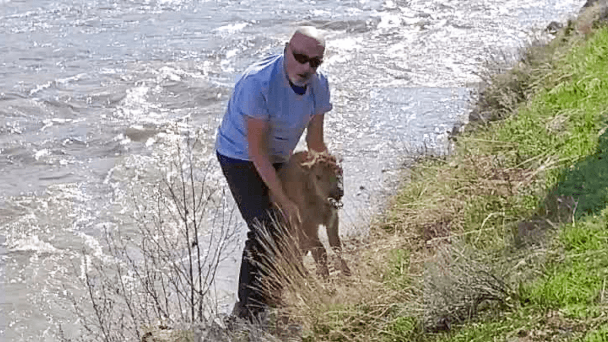 Yellowstone Calls Out Park Visitor For 'Disturbing' Bison Calf And Leading To Its Death