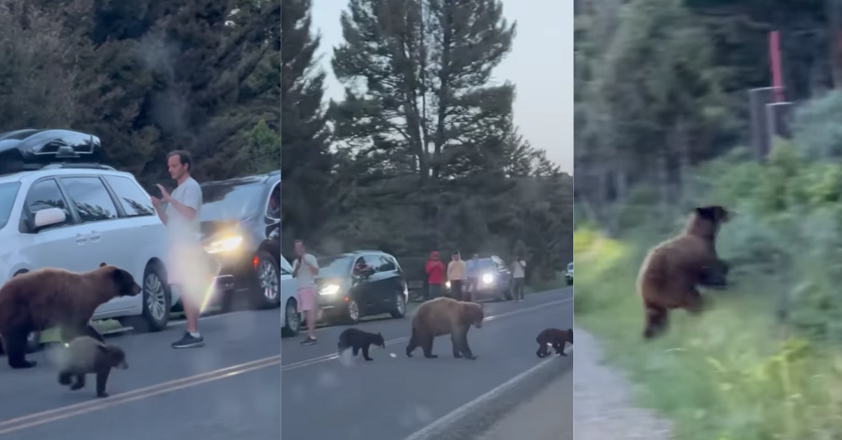 Yellowstone Tourist Sparks Outrage After Filming Just Inches From Mother Bear And Her Cubs