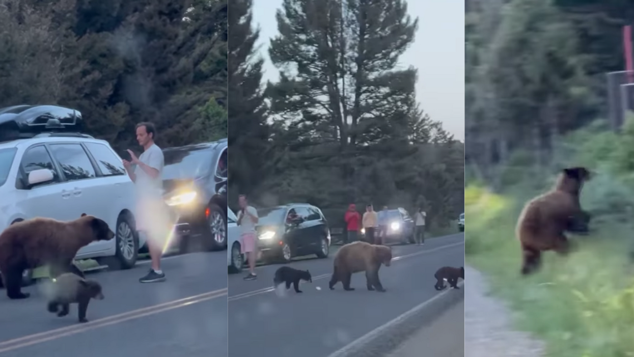 Yellowstone Tourist Sparks Outrage After Filming Just Inches From Mother Bear And Her Cubs