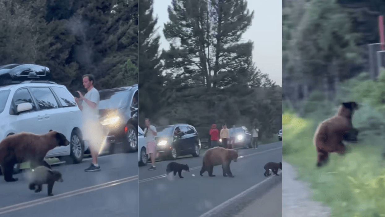 Yellowstone Tourist Sparks Outrage After Filming Just Inches From Mother Bear And Her Cubs