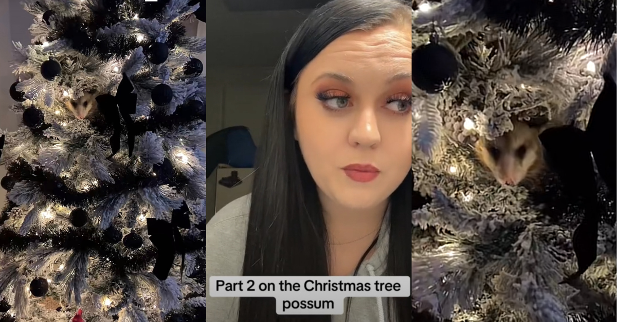 Woman Left 'Freaking Out' After Discovering A Surprise Guest Hiding In Her Christmas Tree