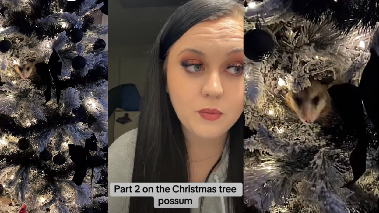 Woman Left 'Freaking Out' After Discovering A Surprise Guest Hiding In Her Christmas Tree