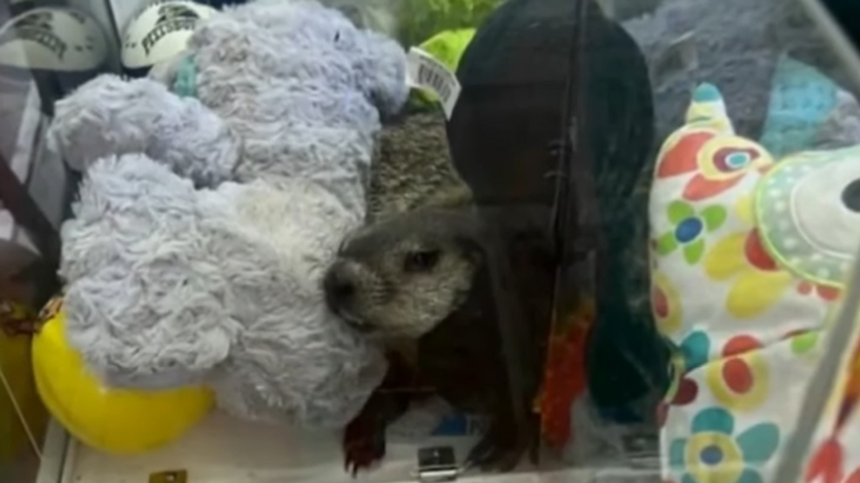 Frozen Custard Shop Gets Hilarious Fright After Finding Live Groundhog In Claw Machine Game