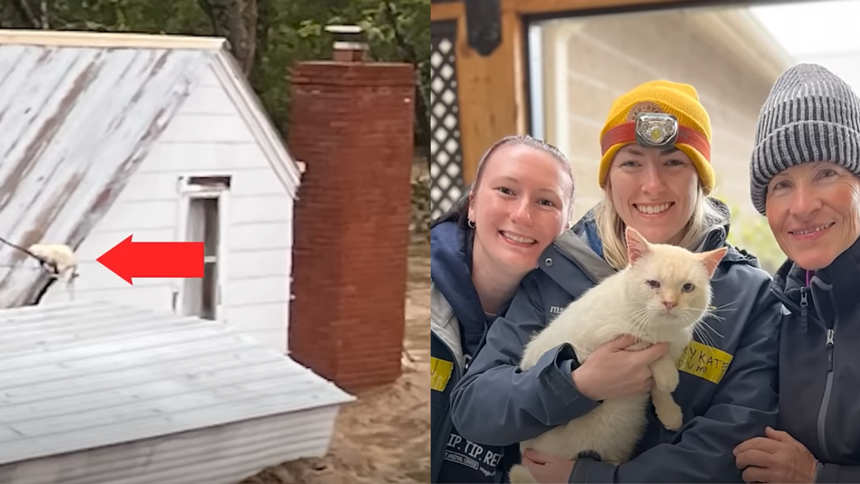 Cat Who Was Swept Away By Hurricane Helene Floodwaters Miraculously Finds His Way Home