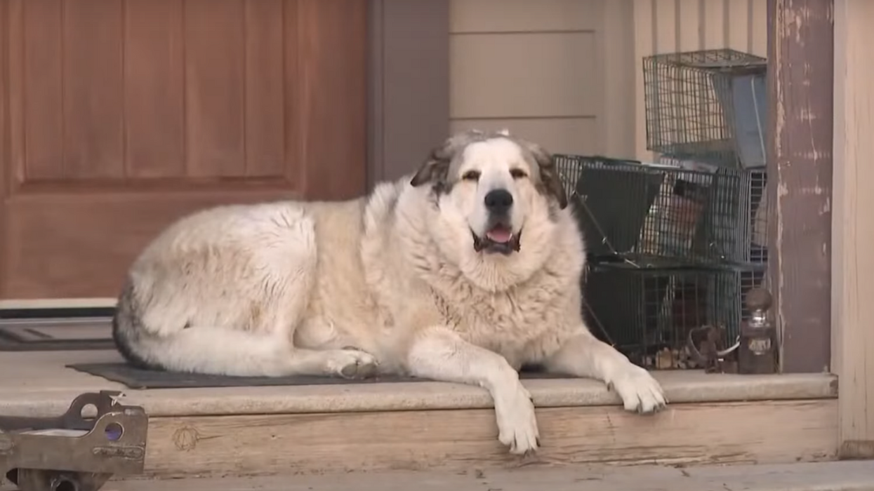 Missing Toddler Who Wandered Alone For 7 Miles In Arizona Wilderness Led To Safety By Rancher's Dog