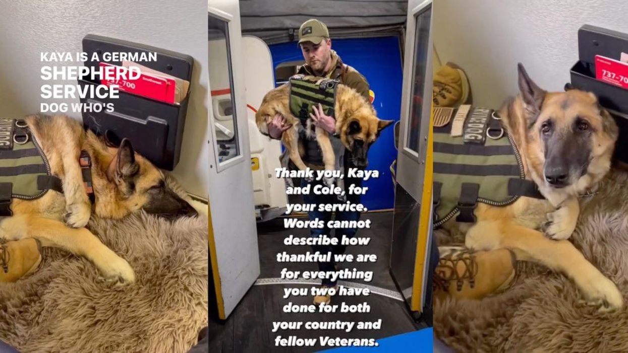 Images of Kaya the service dog and her handler Cole Lyle