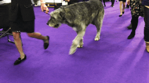 Irish Wolfhound GIF