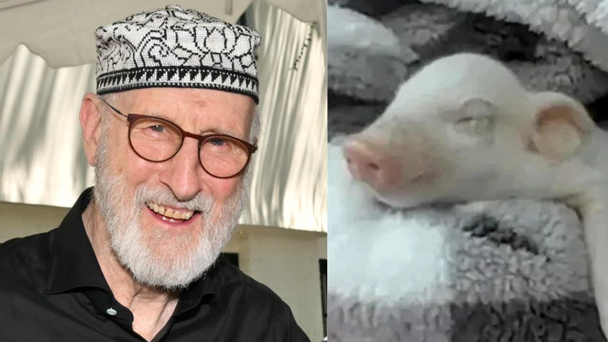 James Cromwell; screenshot of rescue piglet Babe