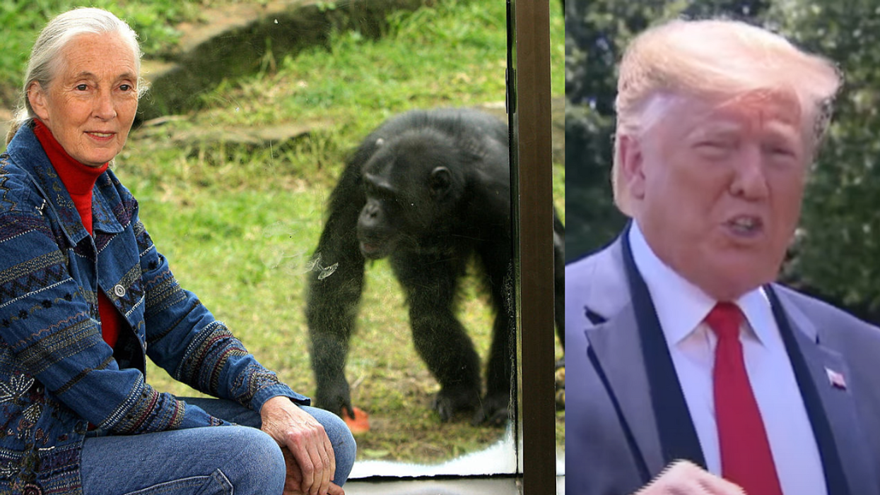 Jane Goodall with chimp in the background; MSNBC screenshot of Donald Trump