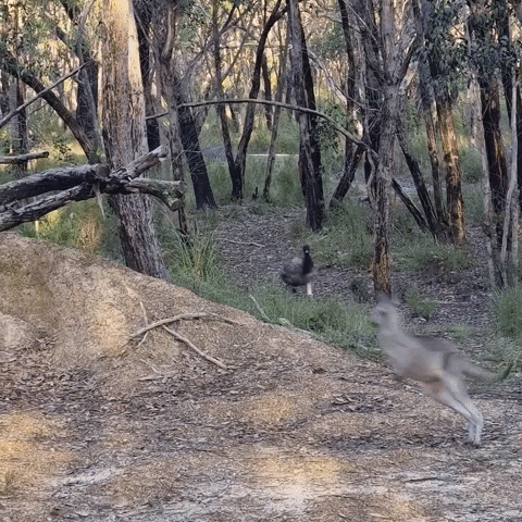 kangaroo and emu GIF by Storyful
