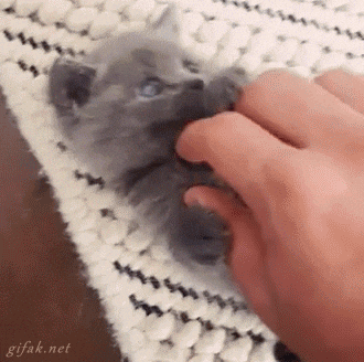 kitten GIF