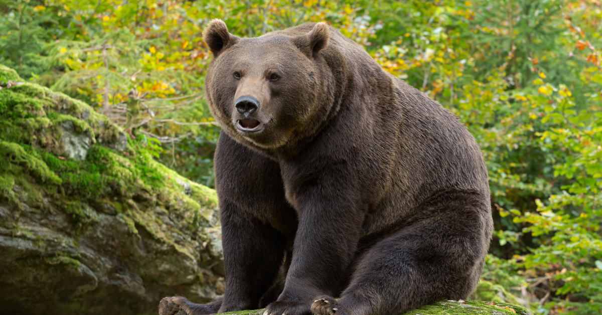 large brown bear seated in forest