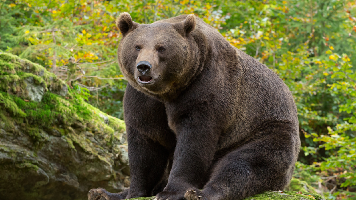 large brown bear seated in forest