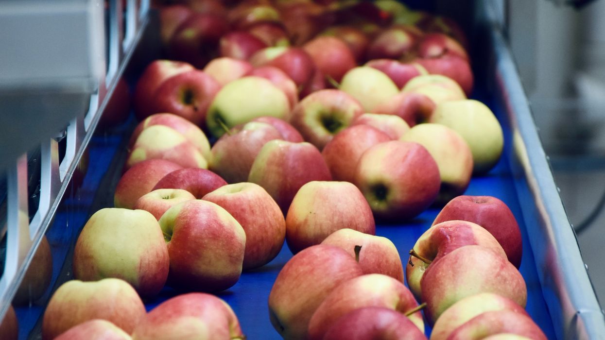 Large quantity of apples on a conveyor belt