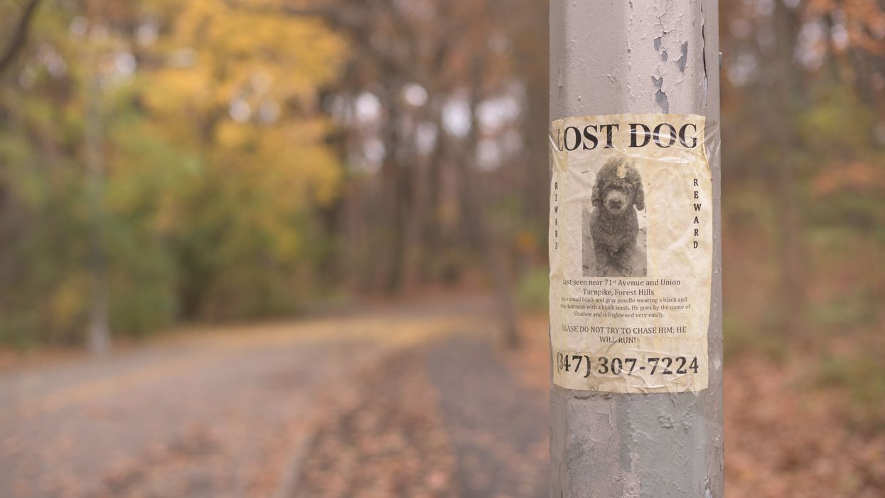 Lost Dog poster on a pole
