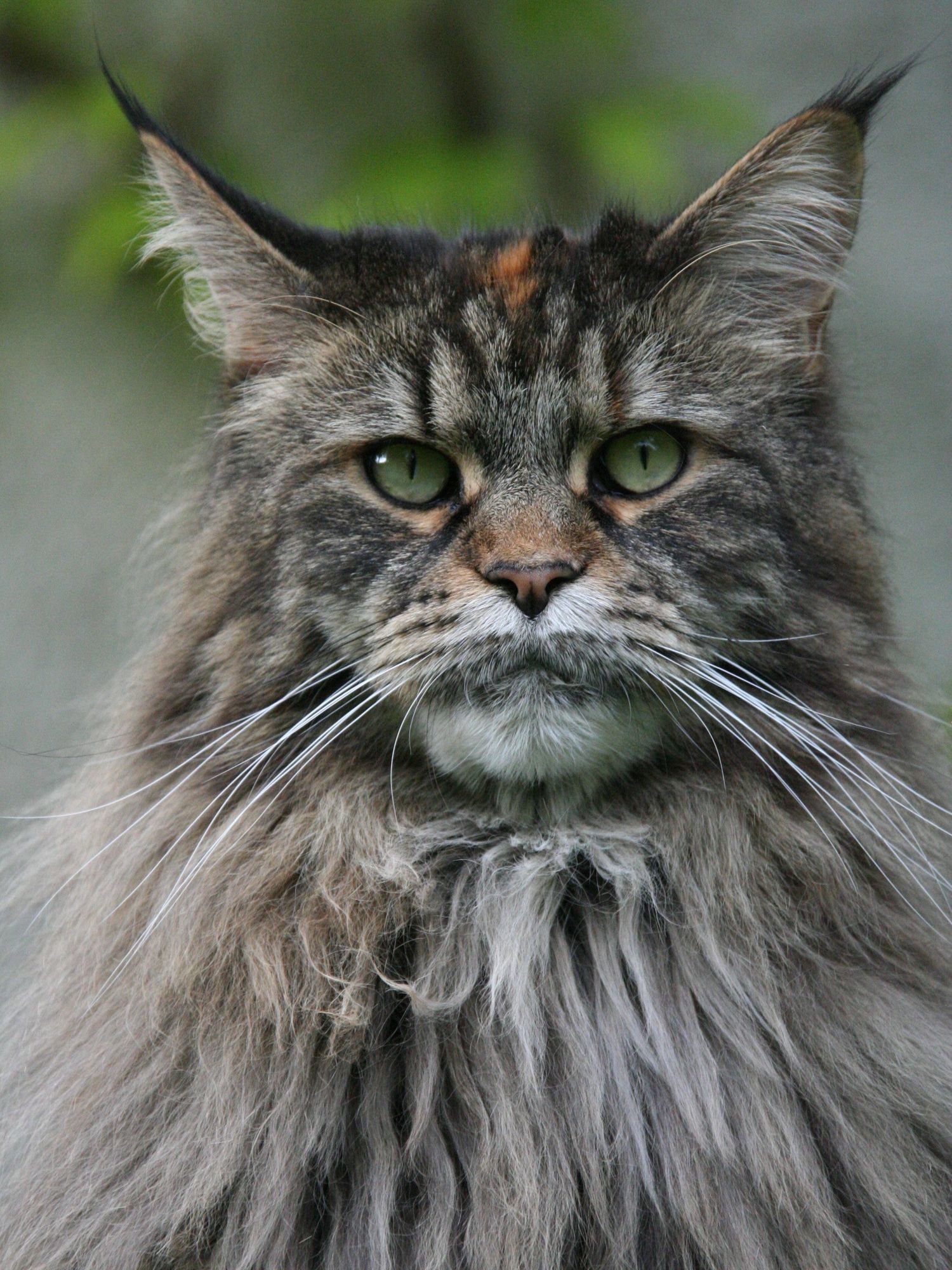 Maine Coon cat
