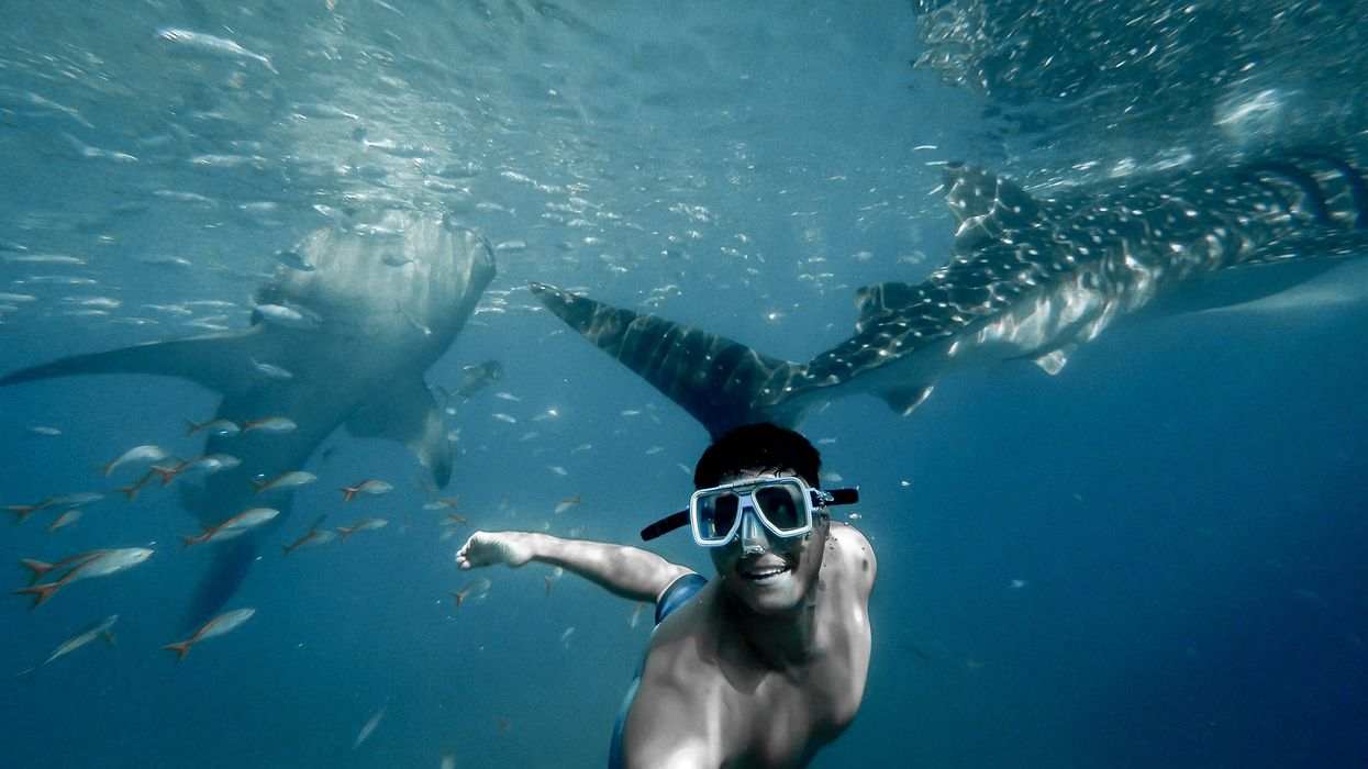 Man swimming with sharks