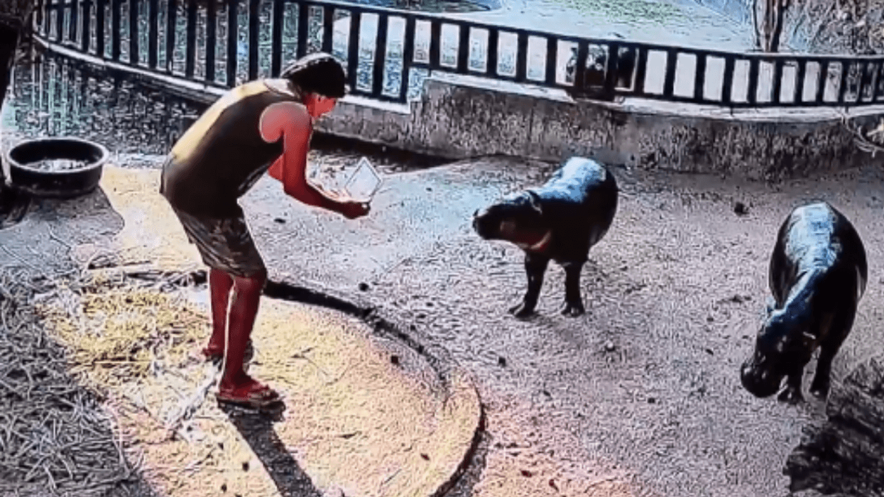 Man trespassing in Moo Deng's enclosure