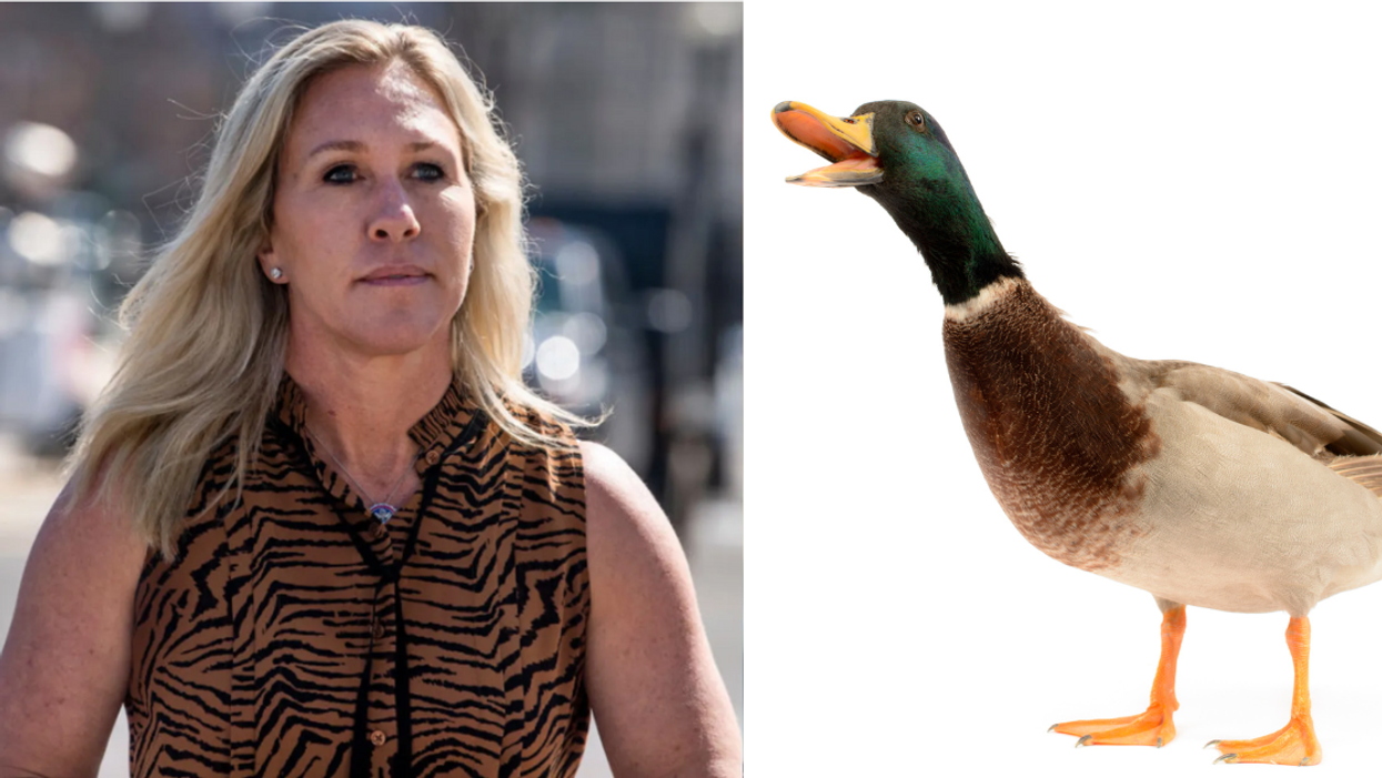 Marjorie Taylor Greene; a quacking Mallard duck