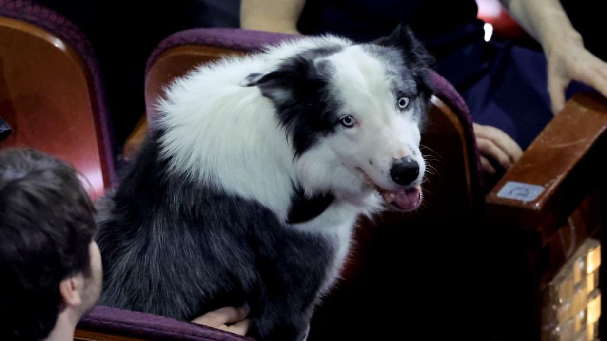 Messi the dog