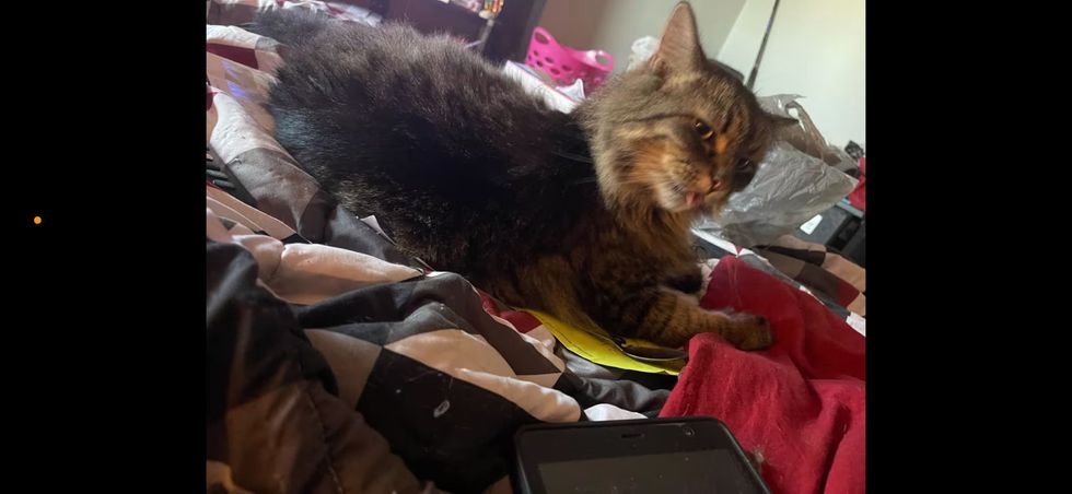 Miss Sassy, a cat owned by Anna Kilgore