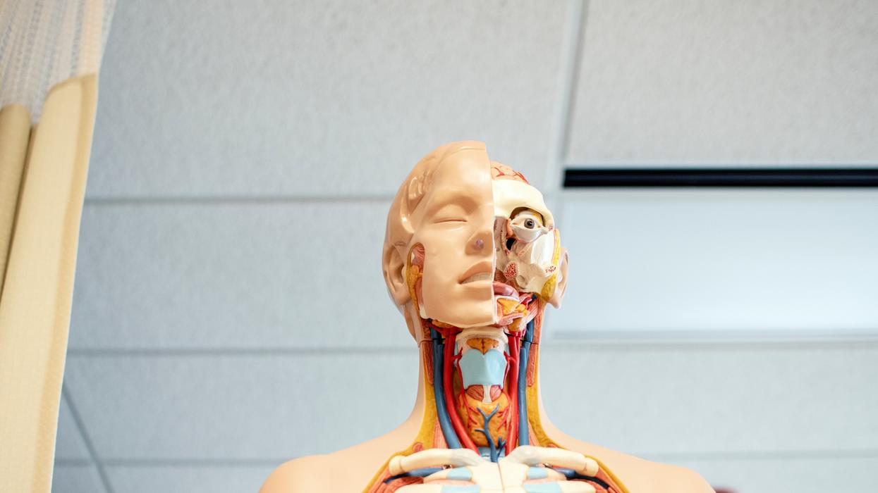 Model of the human body
