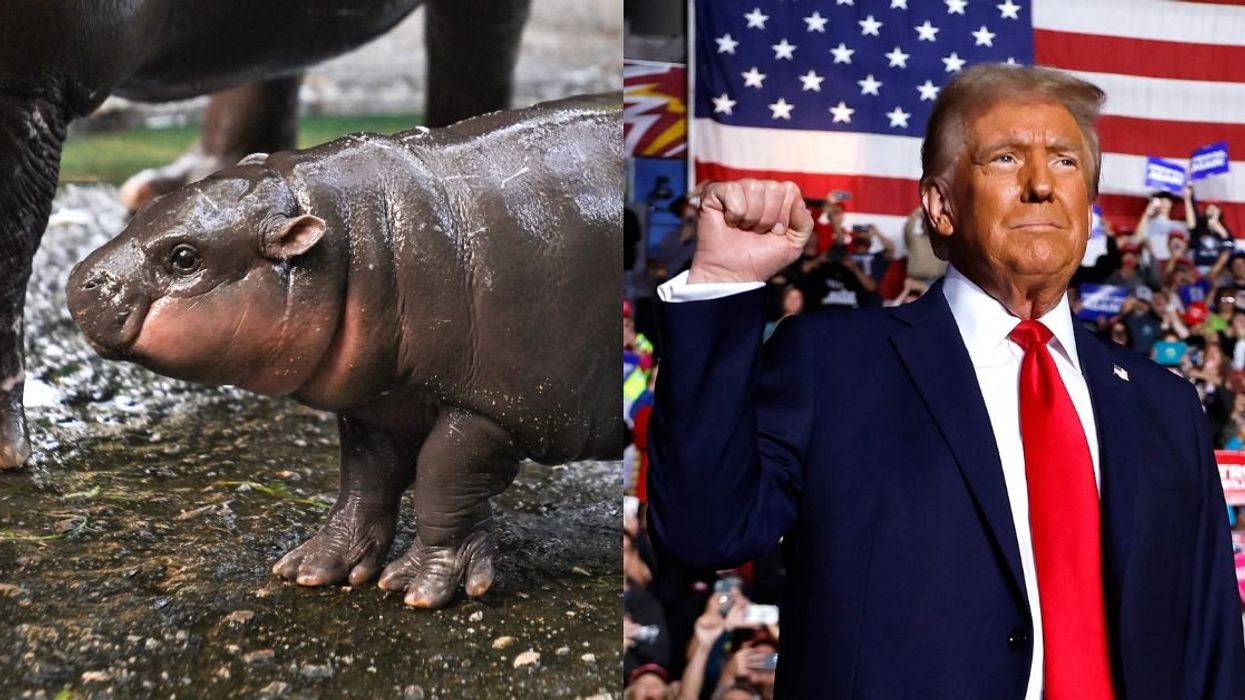 Moo Deng; Donald Trump