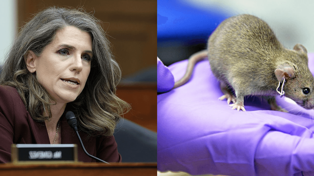 Nancy Mace; a lab mouse