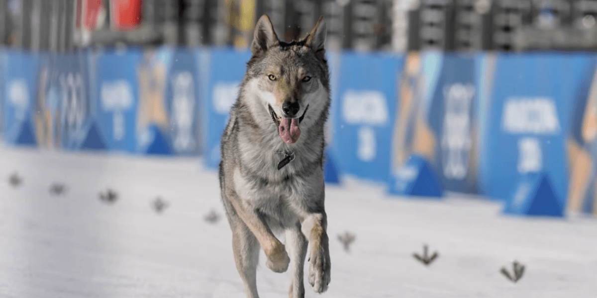 Wolfdog Crashes Olympic Cross-Country Skiing Event Finish Line—And Instantly Steals The Internet's Heart