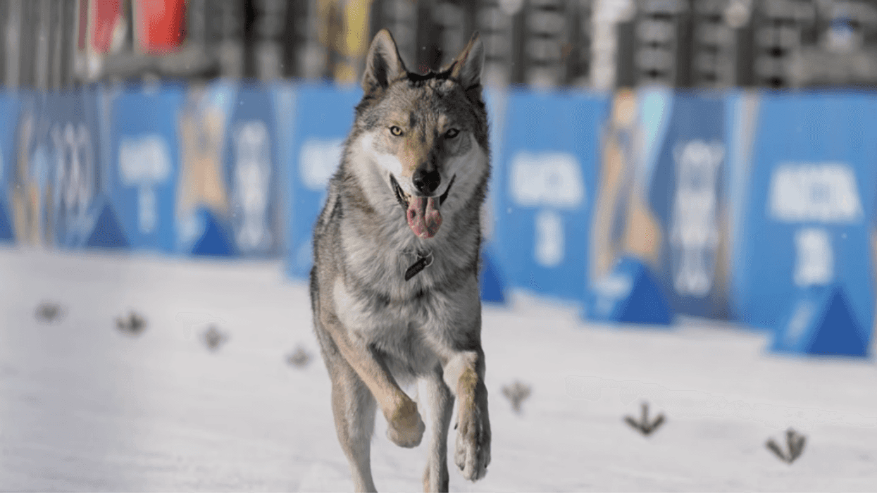 Nazghul the wolfdog at Women's Cross-Country Team Sprint