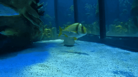 New England Aquarium Shark GIF