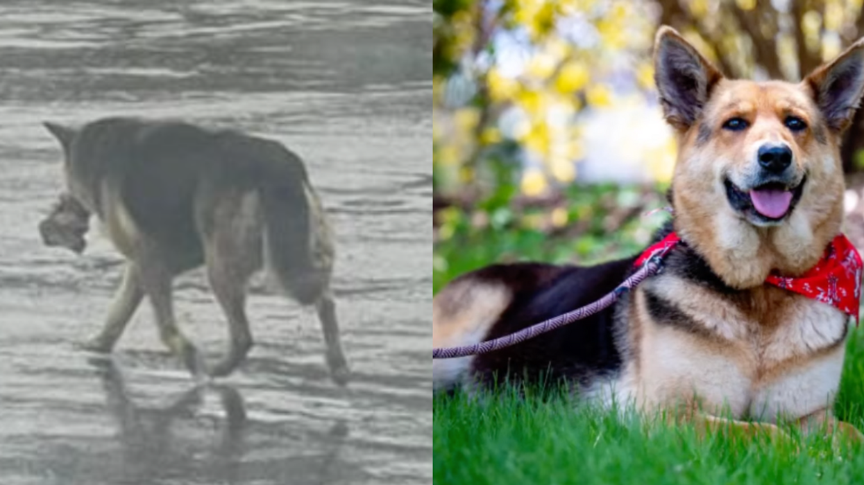 Nikki with stuffy; Nikki after being rescued