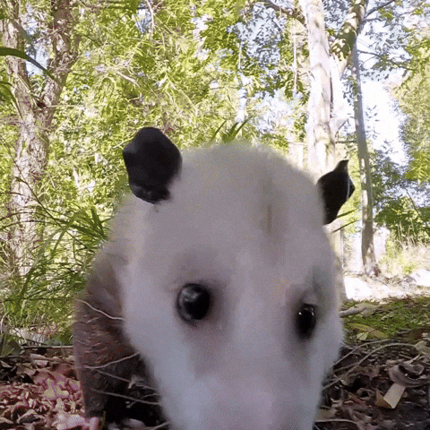 Opossum GIF by San Diego Zoo Wildlife Alliance