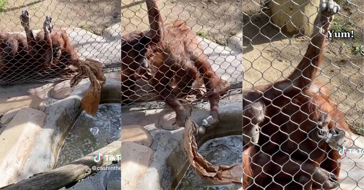 Orangutans retrieving baby bottle