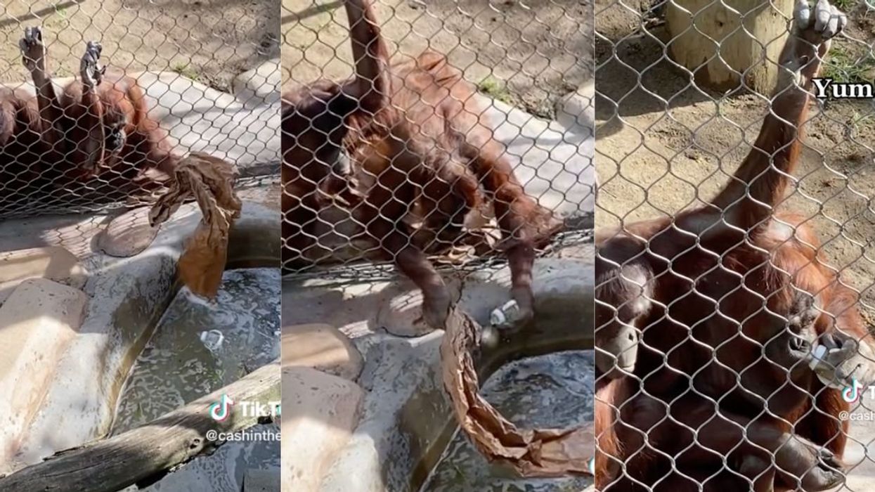 Orangutans retrieving baby bottle
