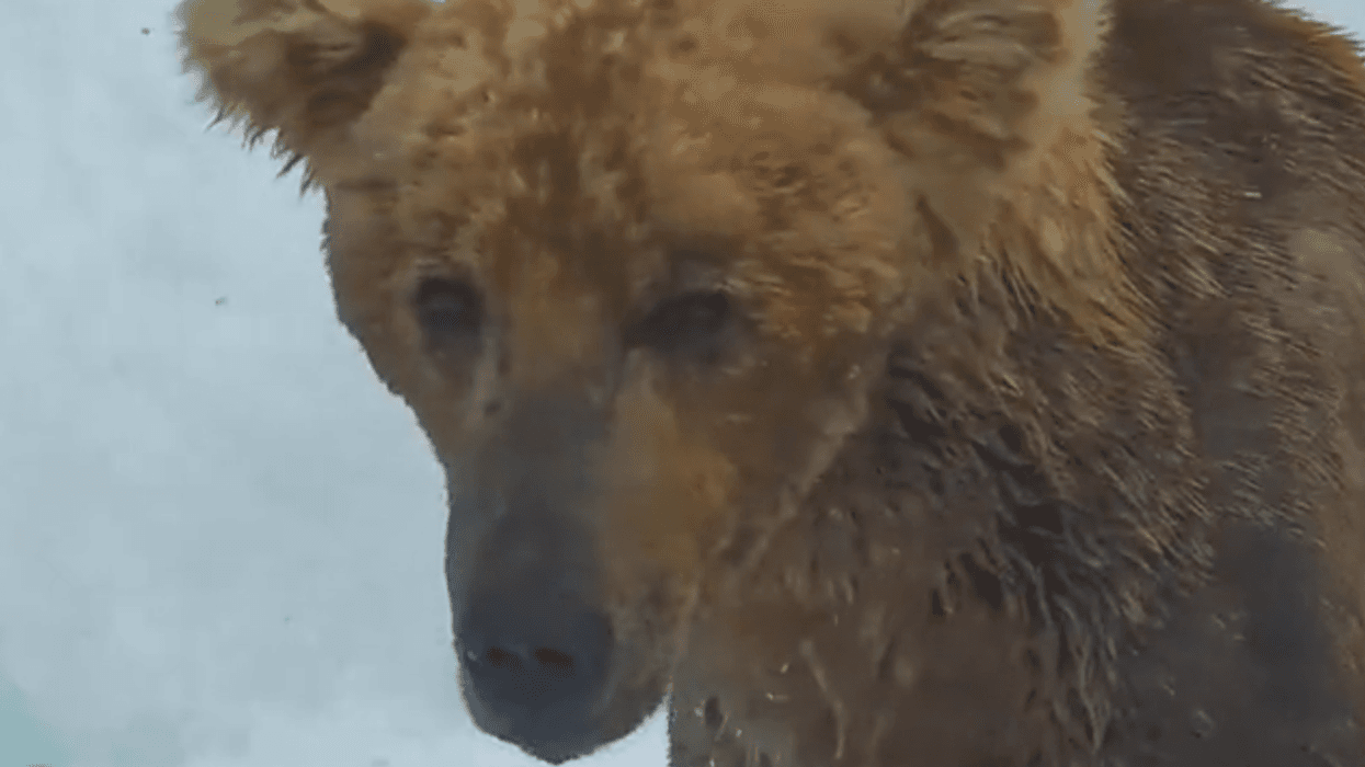 Otis the bear