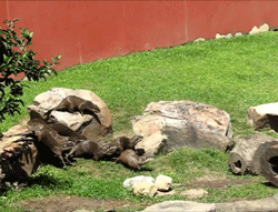 otters GIF