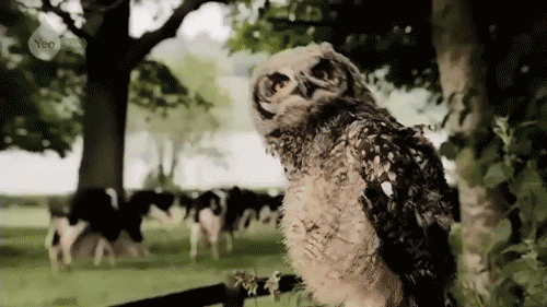owl GIF