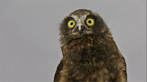 Owl GIF