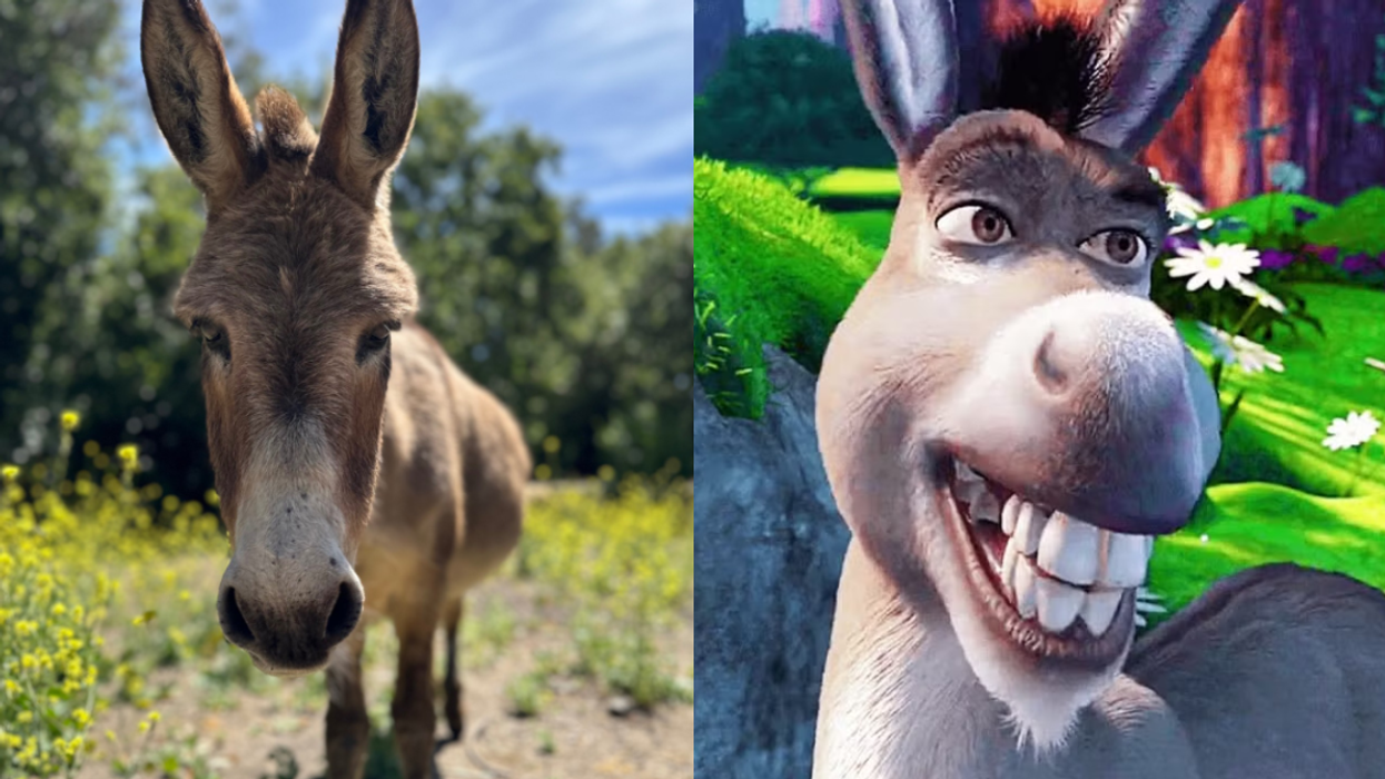 Perry the Donkey; Donkey from 'Shrek' movie franchise