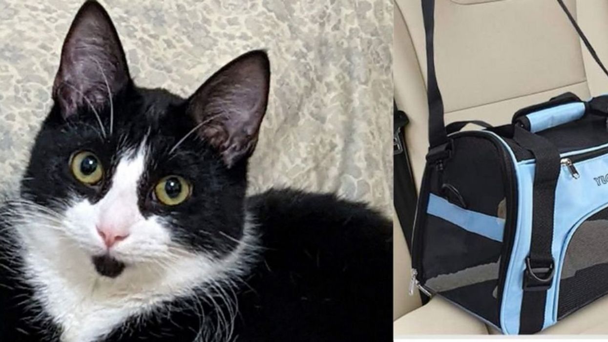 Photo from "Missing Cat" flyer