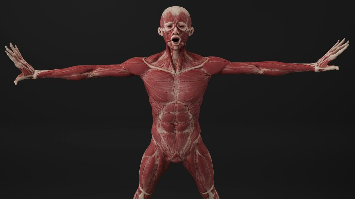 Photo of a male human body, stripped of flesh. The muscles are exposed. His arms are stretched out, side to side. His mouth is agape.